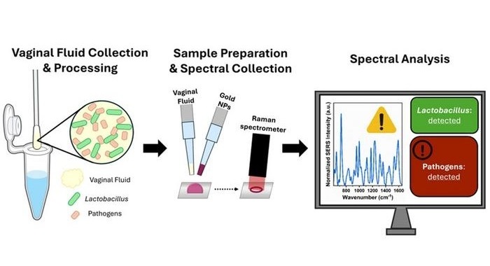 Image: SERS captures the spectra of vaginal fluid samples to detect biochemical changes in relation to bacterial presence (Photo courtesy of A. Rourke-Funderburg/Vanderbilt Biophotonics Center)